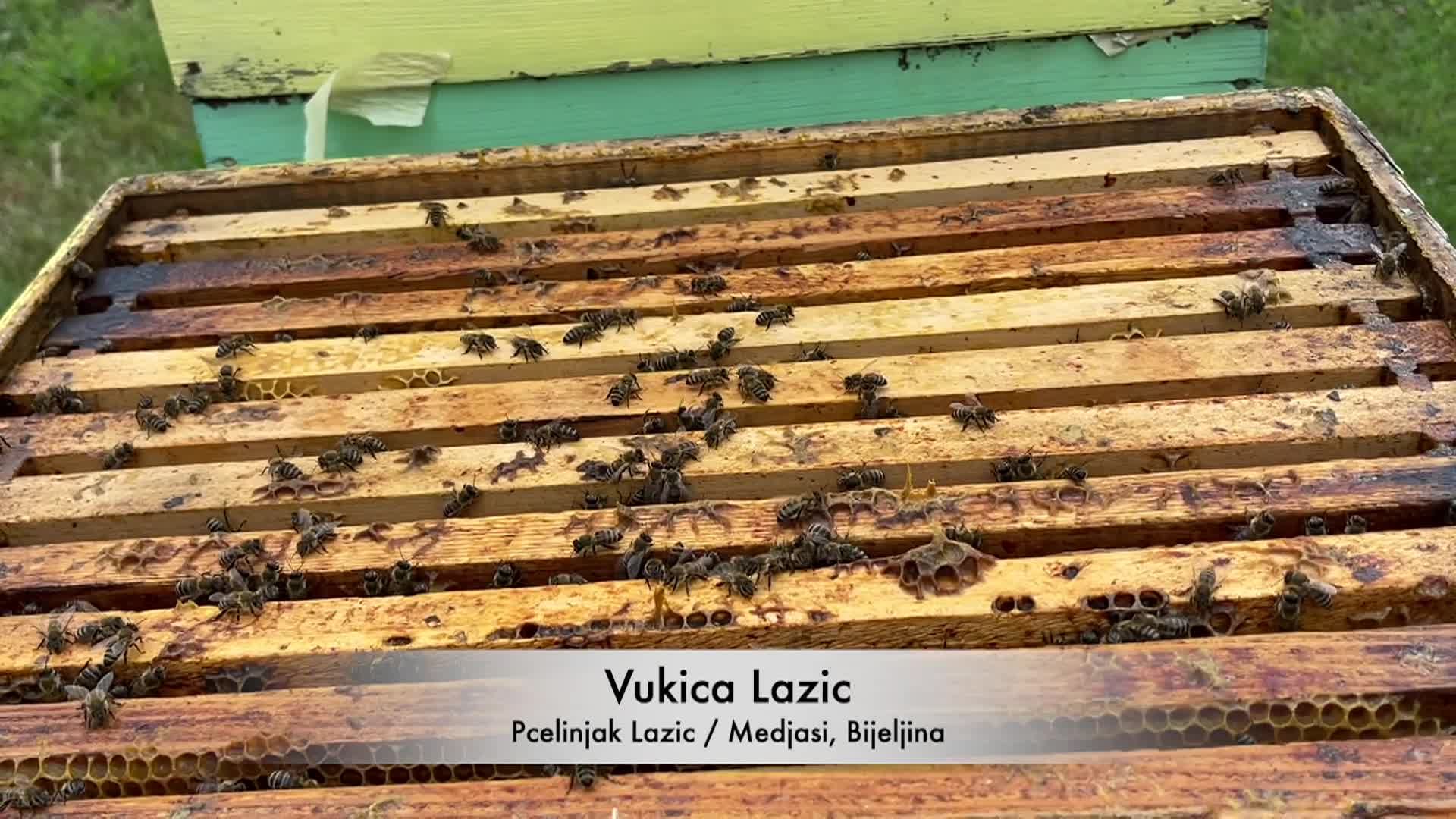 Cooking and Kids: BEEKEEPING AND OLD-FASHIONED HONEY CAKE